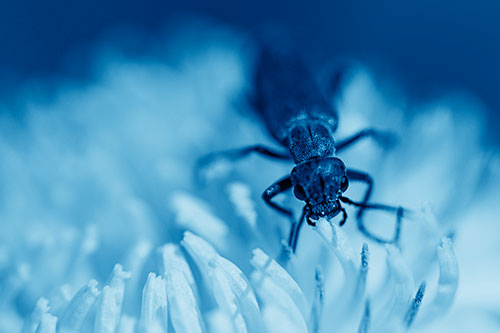 Snarling Oedemera Beetle Eating Dandelion Pollen (Blue Shade)