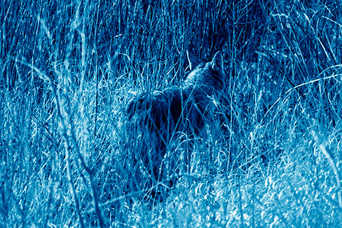 Sneaking Coyote Hunting Through Trees (Blue Shade Photo)