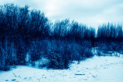Snow Covered Tall Grass Surrounding Trees (Blue Shade Photo)