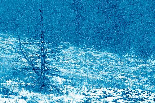 Snow Covers Dead Christmas Tree (Blue Shade Photo)