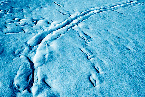 Snow Drifts Cover Footprint Trails (Blue Shade Photo)