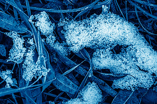 Snow Face Rests Atop Frost Covered Leaves (Blue Shade)
