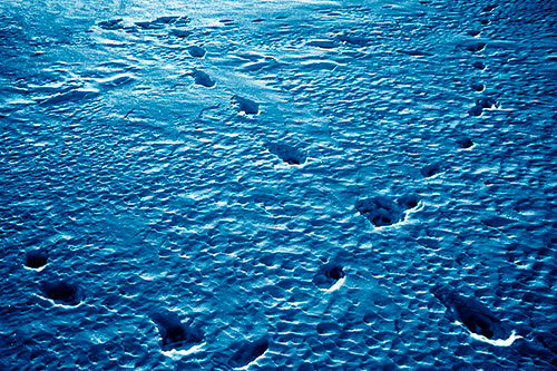 Snow Footprint Trails Crossing Paths (Blue Shade Photo)