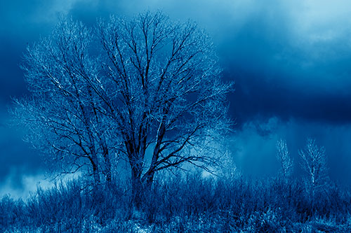 Snowstorm Clouds Beyond Dead Leafless Trees (Blue Shade Photo)