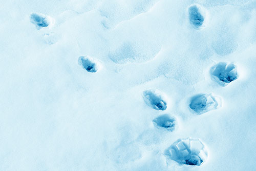 Snowy Animal Footprints Changing Direction (Blue Shade Photo)