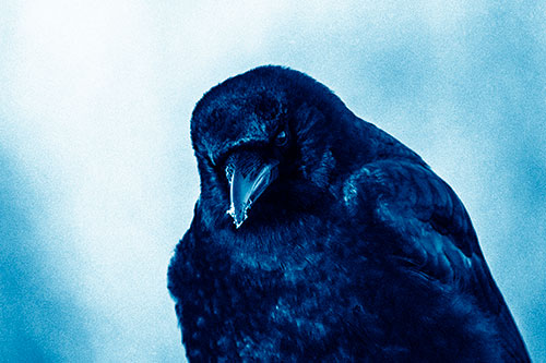 Snowy Beaked Crow Hunched Over (Blue Shade Photo)