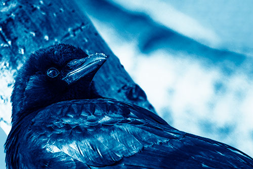 Snowy Beaked Crow Staring Off Into Distance (Blue Shade Photo)