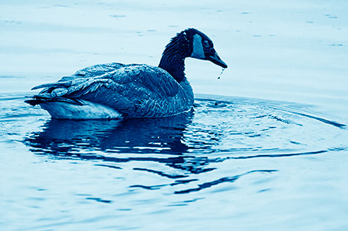 Snowy Canadian Goose Dripping Water Off Beak (Blue Shade Photo)