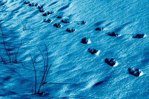 Snowy Footprints Along Dead Branches (Blue Shade Photo)