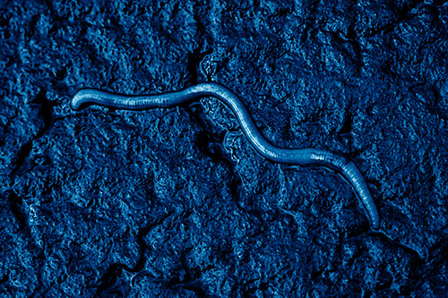 Soaked Earthworm Wiggles Across Wet Pavement (Blue Shade)