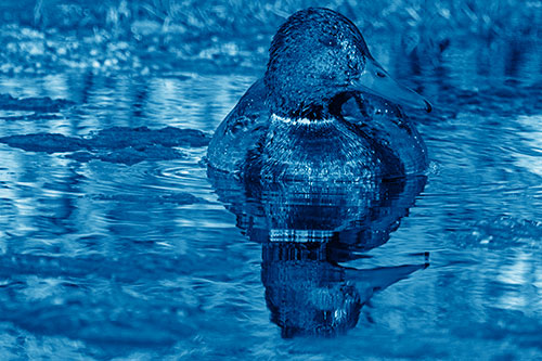 Soaked Mallard Duck Casts Pond Water Reflection (Blue Shade Photo)
