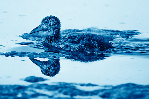 Soaked Mallard Duckling Swimming Past Algae (Blue Shade)