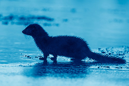 Soaked Mink Contemplates Swimming Across River (Blue Shade Photo)