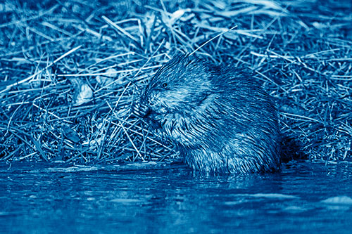 Soaked Muskrat Nibbles Grass Along River Shore (Blue Shade Photo)