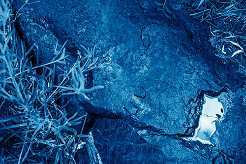 Soaked Puddle Mouthed Rock Face Among Plants (Blue Shade Photo)
