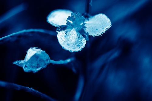 Soaking Wet Frogbit Flower Dew (Blue Shade Photo)