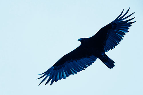 Soaring Turkey Vulture Flying Among Sky (Blue Shade Photo)