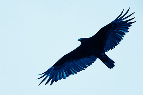 Soaring Turkey Vulture Flying Among Sky (Blue Shade)