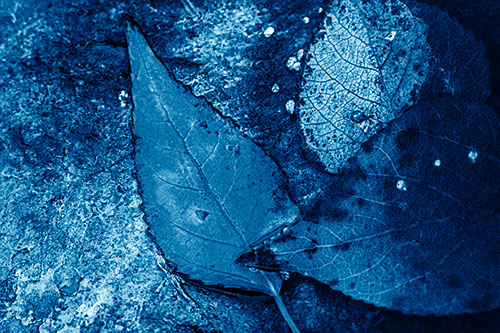 Soggy Cannibal Leaf Face Chewing Another Leaf (Blue Shade)