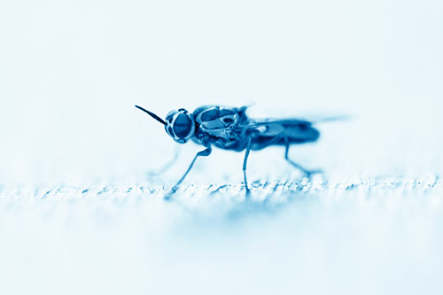 Soldier Fly Standing Still Among Light (Blue Shade)