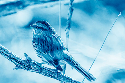 Song Sparrow Overlooking Water Pond (Blue Shade Photo)
