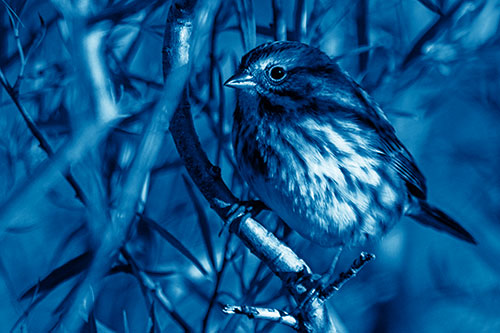 Song Sparrow Perched Along Curvy Tree Branch (Blue Shade Photo)