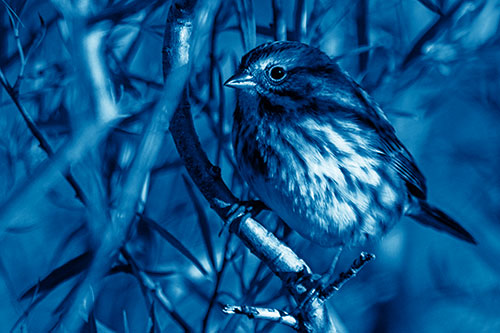 Song Sparrow Perched Along Curvy Tree Branch (Blue Shade)
