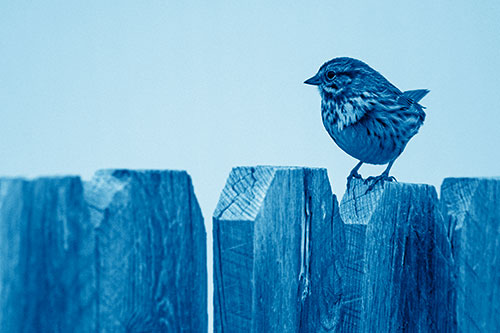 Song Sparrow Standing Atop Wooden Fence (Blue Shade Photo)