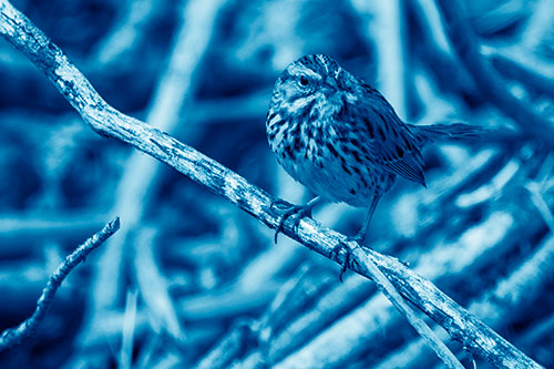 Song Sparrow Surfing Broken Tree Branch (Blue Shade Photo)