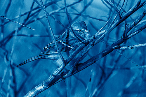 Song Sparrow Watches Sunrise Among Tree Branches (Blue Shade Photo)