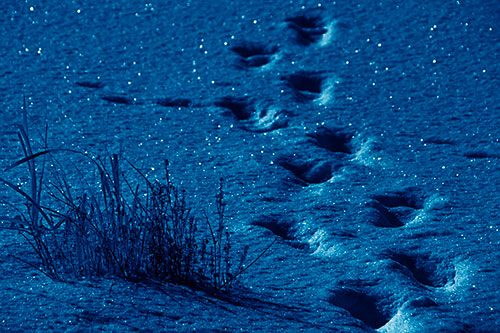 Sparkling Snow Footprints Across Frozen Lake (Blue Shade Photo)