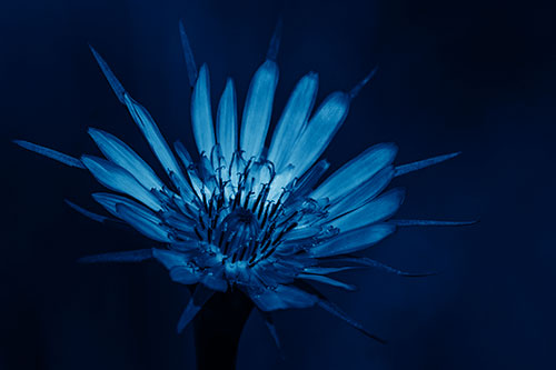 Spiky Salsify Flower Gathering Sunshine (Blue Shade Photo)