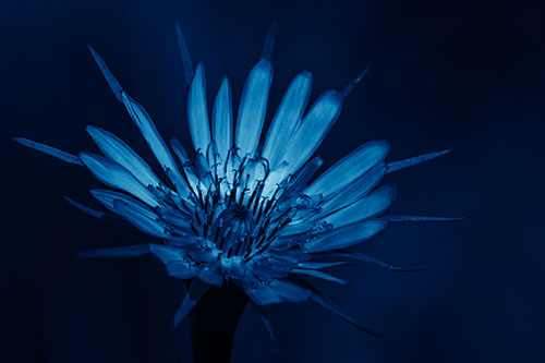 Spiky Salsify Flower Gathering Sunshine (Blue Shade)