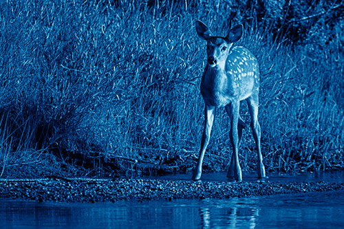 Spotted White Tailed Deer Standing Along River Shoreline (Blue Shade)