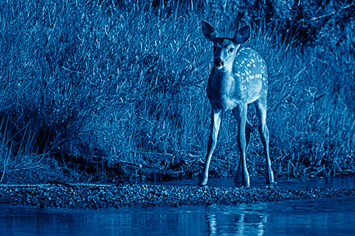 Spotted White Tailed Deer Standing Along River Shoreline (Blue Shade Photo)