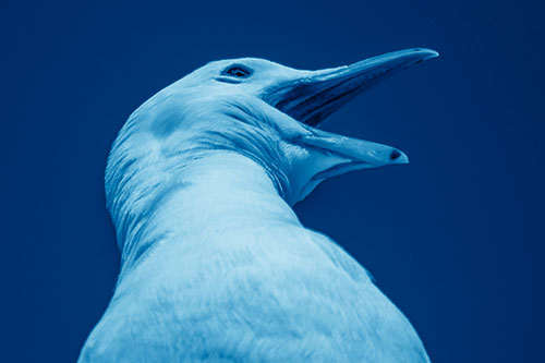 Squawking Seagull Calling Out To Others (Blue Shade)