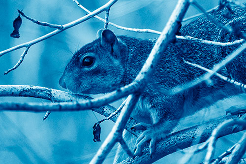 Squirrel Climbing Down From Tree Branches (Blue Shade Photo)