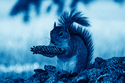 Squirrel Eating Pine Cones (Blue Shade Photo)
