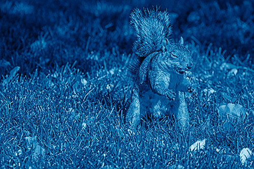 Squirrel Enjoying Breakfast Among Fallen Autumn Leaves (Blue Shade)