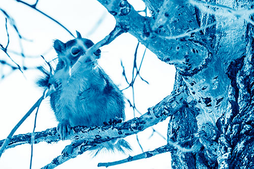 Squirrel Grabbing Chest Atop Two Tree Branches (Blue Shade Photo)