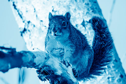 Squirrel Grasping Chest Atop Thick Tree Branch (Blue Shade Photo)