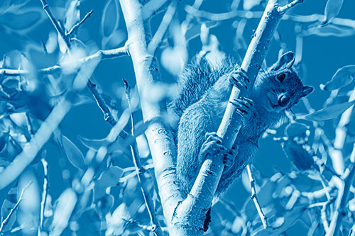 Squirrel Gripping Ahold Of Tree Branch (Blue Shade)