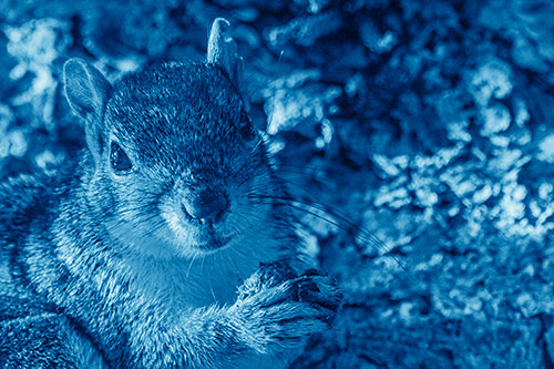 Squirrel Holding Food Atop Tree Branch (Blue Shade)