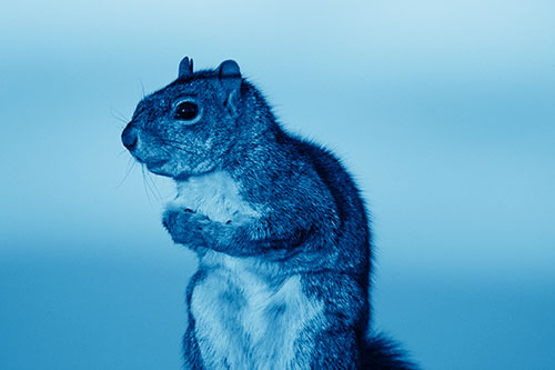 Squirrel Holding Food Tightly Amongst Chest (Blue Shade Photo)