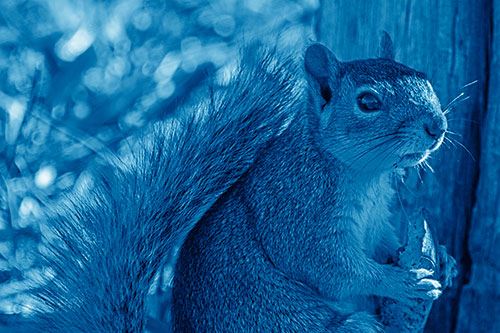 Squirrel Holding Watermelon Slice Glancing Sideways (Blue Shade)