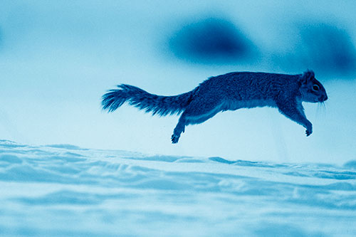 Squirrel Leap Flying Across Snow (Blue Shade Photo)