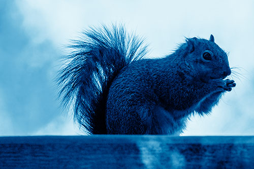 Squirrel Nibbles Breakfast Atop Concrete Skatepark (Blue Shade)