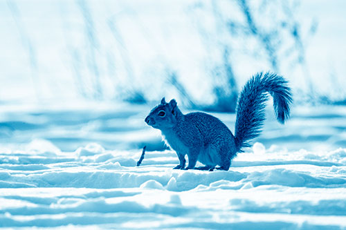 Squirrel Observing Snowy Terrain (Blue Shade Photo)
