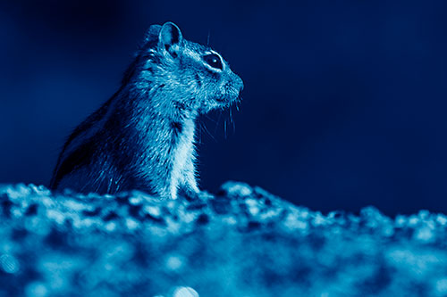 Squirrel Piques Distant Interest (Blue Shade Photo)