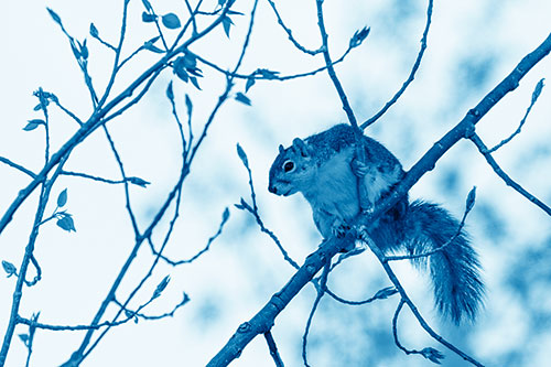 Squirrel Sits Among Sprouting Tree Branches (Blue Shade)